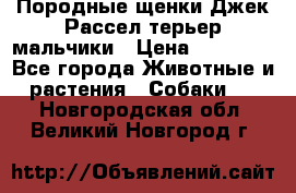 Породные щенки Джек Рассел терьер-мальчики › Цена ­ 40 000 - Все города Животные и растения » Собаки   . Новгородская обл.,Великий Новгород г.